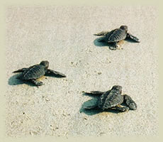 seaturtles