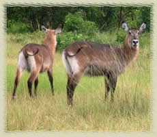 bushbucks1