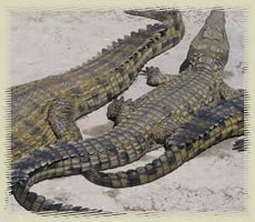 crocodiles