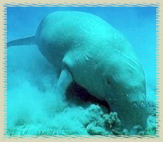 dugong