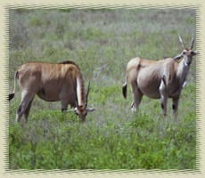 elands