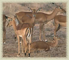 gazelles