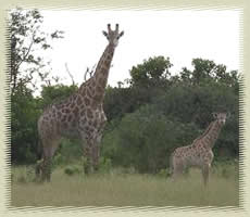 giraffes