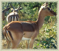 impalas