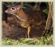 mousedeer