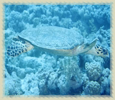 seaturtle