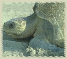 seaturtle