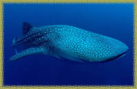 whale shark