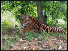 Subic bay animals